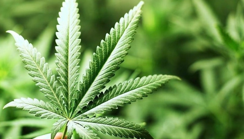 Decoding Should Marijuana Be Legal For Medicinal Purposes?